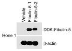 DDK Antibody in Western Blot (WB)