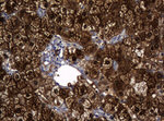 DDT Antibody in Immunohistochemistry (Paraffin) (IHC (P))