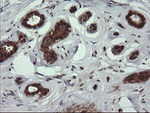 DDT Antibody in Immunohistochemistry (Paraffin) (IHC (P))