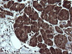 DDT Antibody in Immunohistochemistry (Paraffin) (IHC (P))