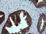 DDT Antibody in Immunohistochemistry (Paraffin) (IHC (P))