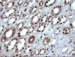 DDT Antibody in Immunohistochemistry (Paraffin) (IHC (P))