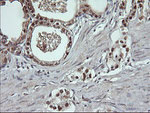 DDT Antibody in Immunohistochemistry (Paraffin) (IHC (P))