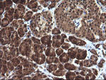 DDT Antibody in Immunohistochemistry (Paraffin) (IHC (P))