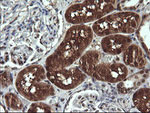 DDT Antibody in Immunohistochemistry (Paraffin) (IHC (P))