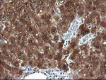 DDT Antibody in Immunohistochemistry (Paraffin) (IHC (P))