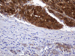 DDT Antibody in Immunohistochemistry (Paraffin) (IHC (P))