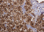 DDT Antibody in Immunohistochemistry (Paraffin) (IHC (P))