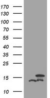 DDT Antibody in Western Blot (WB)