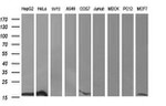 DDT Antibody in Western Blot (WB)