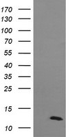 DDT Antibody in Western Blot (WB)