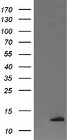 DDT Antibody in Western Blot (WB)