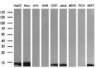 DDT Antibody in Western Blot (WB)