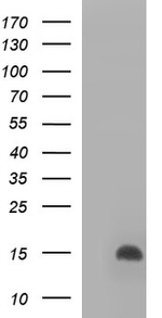 DDT Antibody in Western Blot (WB)