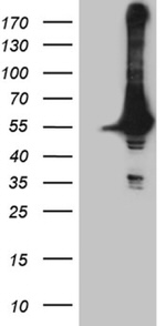 DDX19A Antibody in Western Blot (WB)