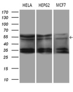 DDX19A Antibody in Western Blot (WB)