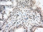 DDX39B Antibody in Immunohistochemistry (Paraffin) (IHC (P))