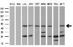 DDX39B Antibody in Western Blot (WB)