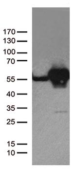 DDX39B Antibody in Western Blot (WB)