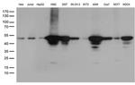 DDX39B Antibody in Western Blot (WB)