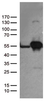 DDX39B Antibody in Western Blot (WB)