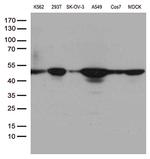 DDX39B Antibody in Western Blot (WB)