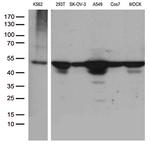 DDX39B Antibody in Western Blot (WB)