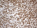 DDX50 Antibody in Immunohistochemistry (Paraffin) (IHC (P))