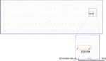 DDX56 Antibody in Peptide array (ARRAY)