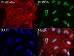 DDX56 Antibody in Immunocytochemistry (ICC/IF)