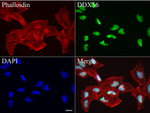 DDX56 Antibody in Immunocytochemistry (ICC/IF)