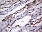 DDX56 Antibody in Immunohistochemistry (Paraffin) (IHC (P))