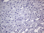 DDX56 Antibody in Immunohistochemistry (Paraffin) (IHC (P))