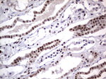 DDX56 Antibody in Immunohistochemistry (Paraffin) (IHC (P))