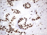 DDX56 Antibody in Immunohistochemistry (Paraffin) (IHC (P))