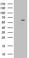 DDX56 Antibody in Western Blot (WB)