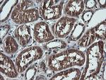 DDX58 Antibody in Immunohistochemistry (Paraffin) (IHC (P))