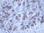 DDX59 Antibody in Immunohistochemistry (Paraffin) (IHC (P))