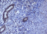 DDX59 Antibody in Immunohistochemistry (Paraffin) (IHC (P))