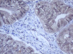 DDX59 Antibody in Immunohistochemistry (Paraffin) (IHC (P))