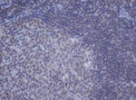 DDX59 Antibody in Immunohistochemistry (Paraffin) (IHC (P))