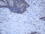 DDX59 Antibody in Immunohistochemistry (Paraffin) (IHC (P))