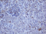 DDX59 Antibody in Immunohistochemistry (Paraffin) (IHC (P))