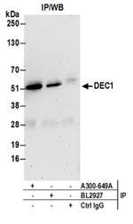 DEC1 Antibody in Western Blot (WB)