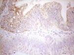 DECR1 Antibody in Immunohistochemistry (Paraffin) (IHC (P))