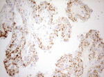 DECR1 Antibody in Immunohistochemistry (Paraffin) (IHC (P))