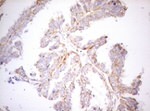 DECR1 Antibody in Immunohistochemistry (Paraffin) (IHC (P))