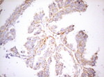 DECR1 Antibody in Immunohistochemistry (Paraffin) (IHC (P))