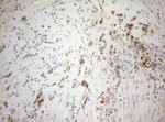 DECR1 Antibody in Immunohistochemistry (Paraffin) (IHC (P))