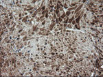 DEF6 Antibody in Immunohistochemistry (Paraffin) (IHC (P))